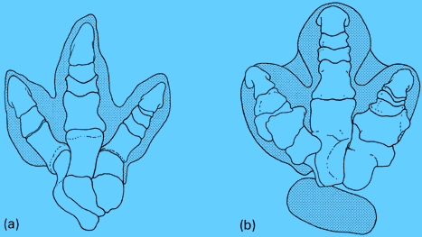 iguanodon footprint