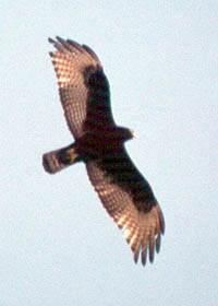 Zone-tailed Hawk